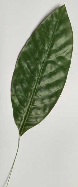 Blatt grün länglich-spitz